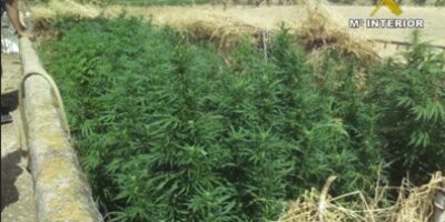 Se descubren dos plantaciones de Marihuana en Niebla y Calañas