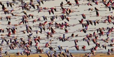 Huelva cuenta con más de 300 especies diferentes de aves y en Doñana se puede encontrar más del 90%