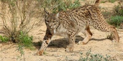 Muere un lince ibérico atropellado en Huelva