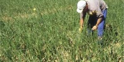 El Gobierno aprueba la integración de 820.000 trabajadores del campo en el Régimen General