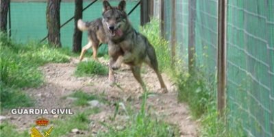 La Guardia Civil de Huelva recupera cinco lobos y un lince de una red de tráfico de especies protegidas