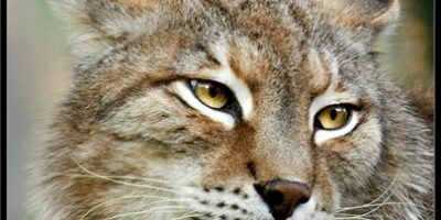 Muere un lince en Hinojos, el tercero por atropello en lo que va de año