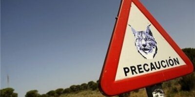 Fallece un lince atropellado en la carretera que une Chucena e Hinojos