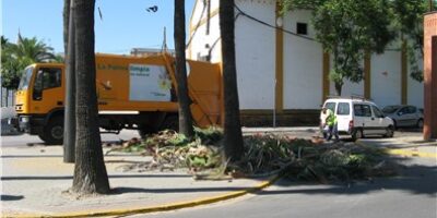 El Ayuntamiento lleva a cabo la poda de las palmeras del municipio