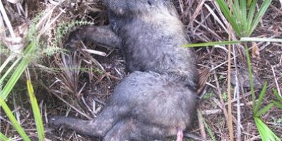 Un Guarda de Campo de Lucena del Puerto sorprendido colocando lazos de caza en zona de paso de linces