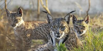 Muere un lince por probable ahogamiento en Lucena del Puerto