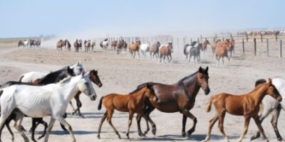 Los hinojeros se preparan para la “Recogida de las Yeguas”