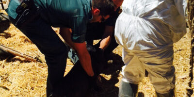 La Guardia Civil retira los animales de la casa de Villarrasa donde su dueño los tenía abandonados