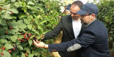 La Junta destaca el carácter pionero de Agrícola El Bosque en la producción y exportación de moras