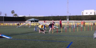 Éxito en las pruebas caninas ‘Agility’ de Chucena