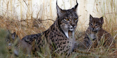 Hasta 11 linces han atropellado en lo que llevamos de 2024