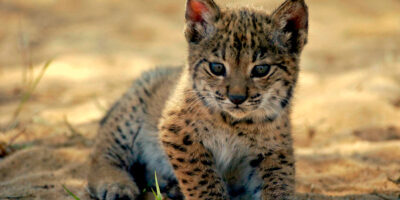 Aparecen en buen estado los cachorros de la lince atropellada en la A-49