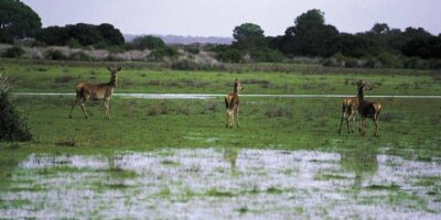 Leocadio Ortega subraya el valor de Doñana para el desarrollo de la estrategia ambiental