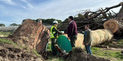 Diputación invertirá en la retirada y conservación del Pino Vaquero de Lucena