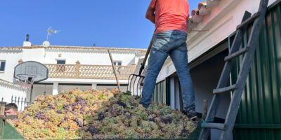 La campaña de vendimia arranca antes de lo previsto en la Bodega de Serafín de Chucena