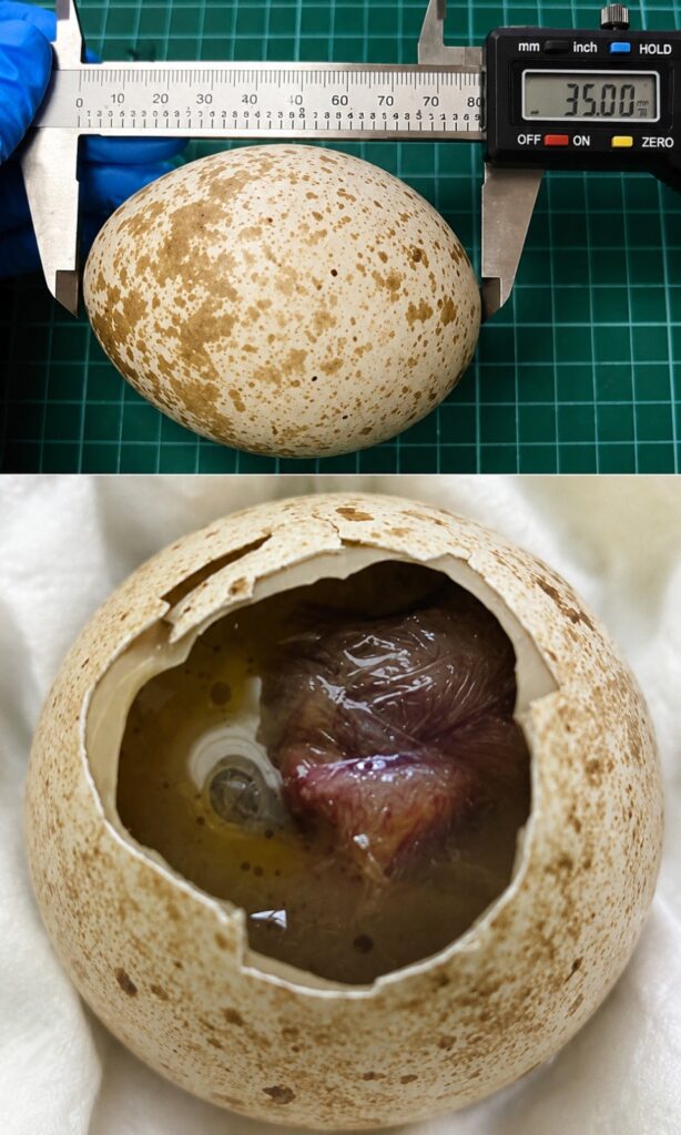Un estudio pionero en el que participa la Junta detecta contaminantes ambientales en huevos de aves protegidas