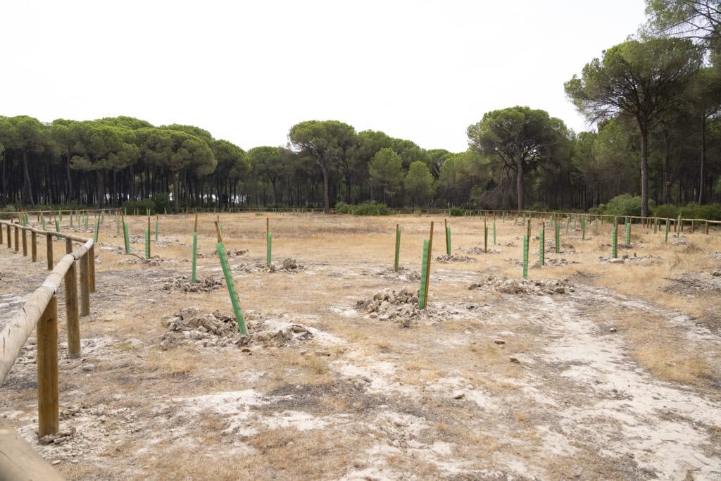 Almonte recupera cuatro lagunas temporales de los Montes Ordenados